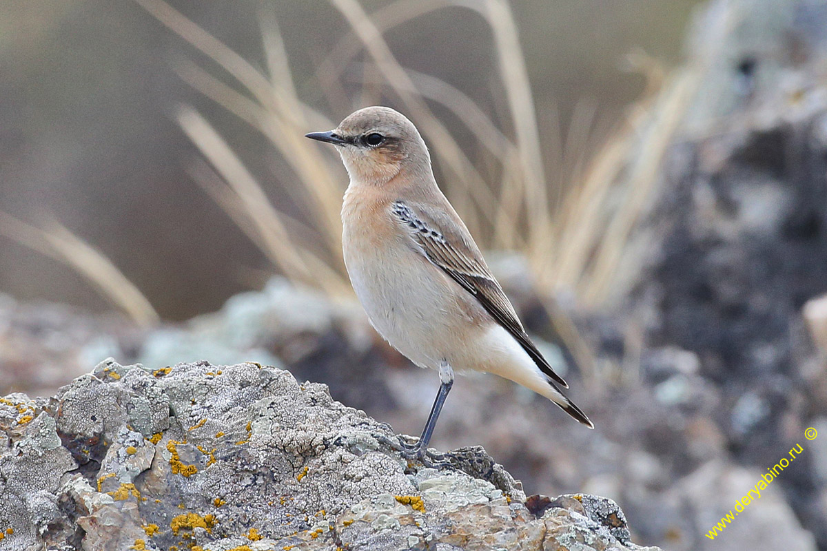   Oenanthe oenanthe Northern Wheatear