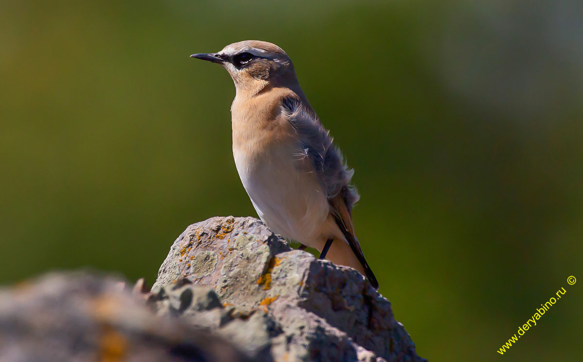   Oenanthe oenanthe Northern Wheatear