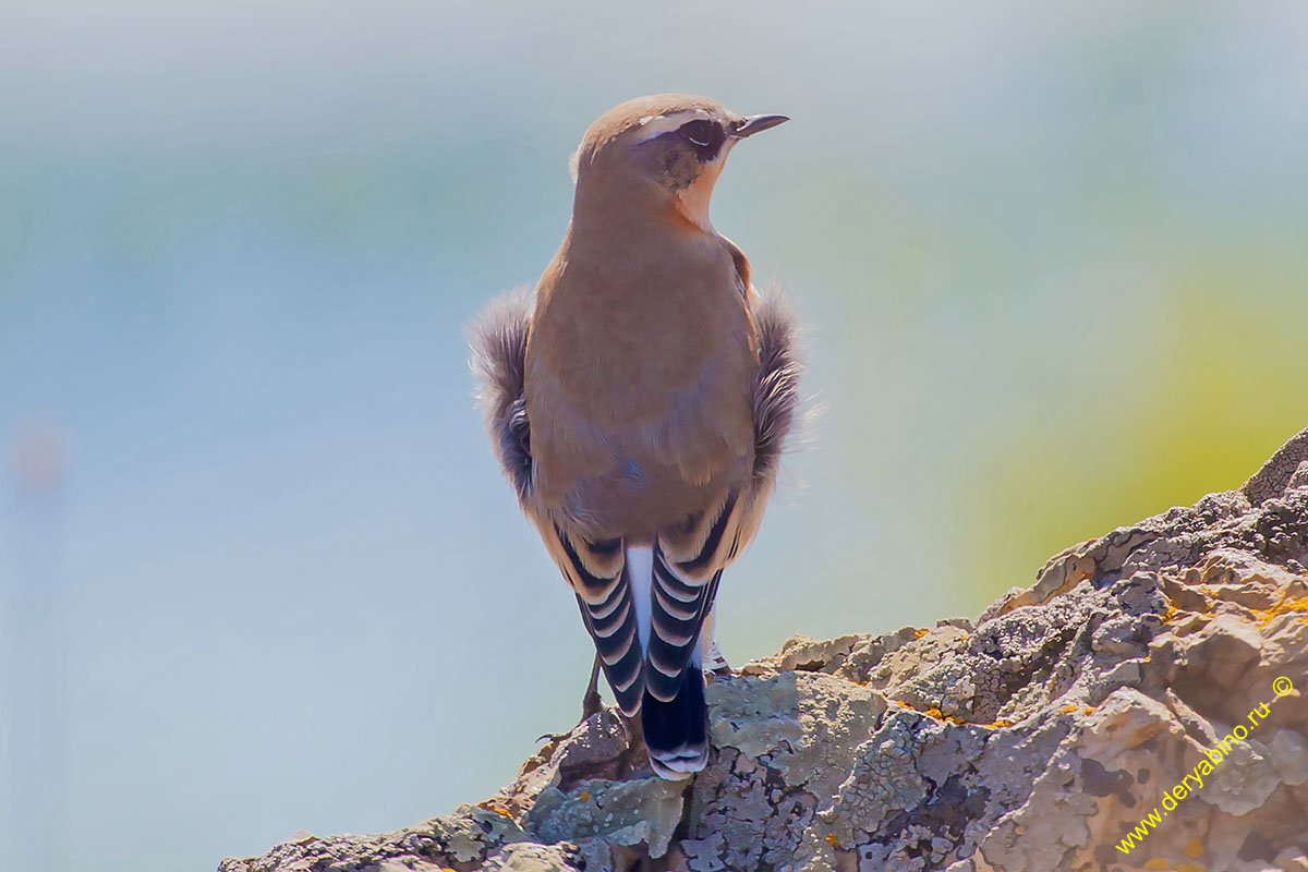   Oenanthe oenanthe Northern Wheatear