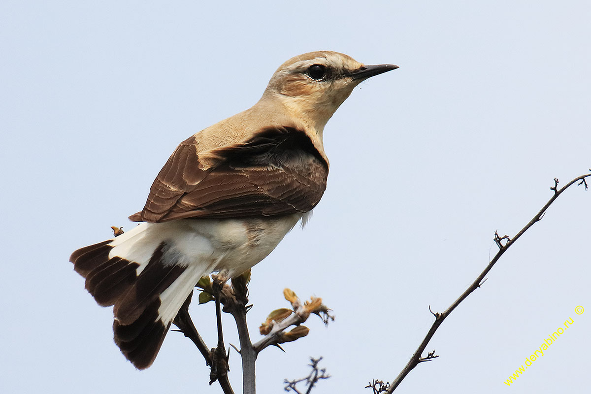   Oenanthe oenanthe Northern Wheatear