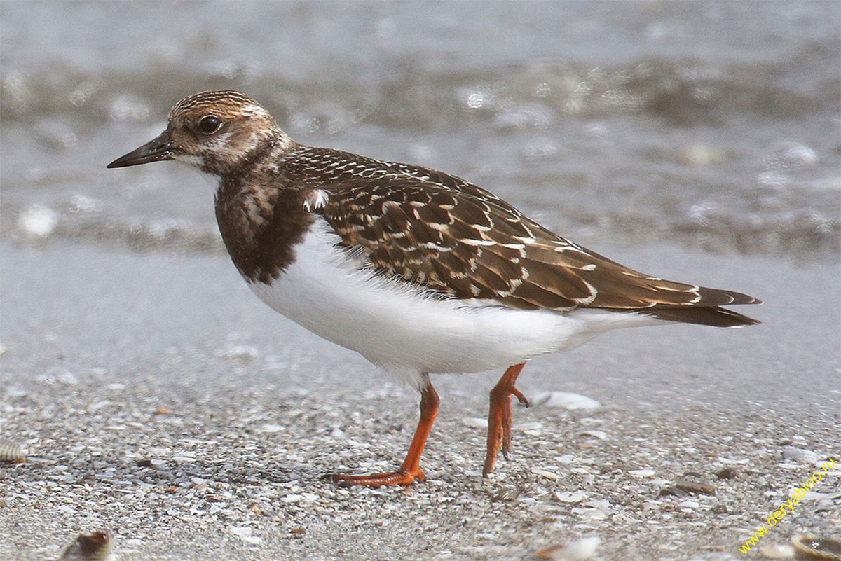  Arenaria interpres Ruddy turnstone