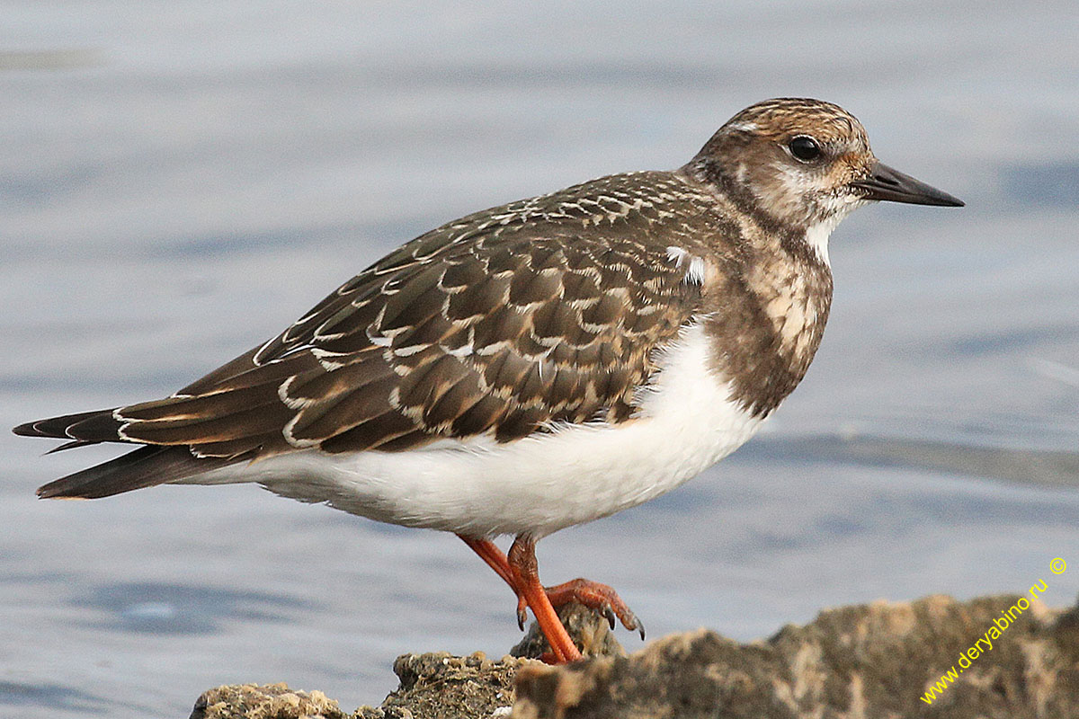  Arenaria interpres Ruddy turnstone