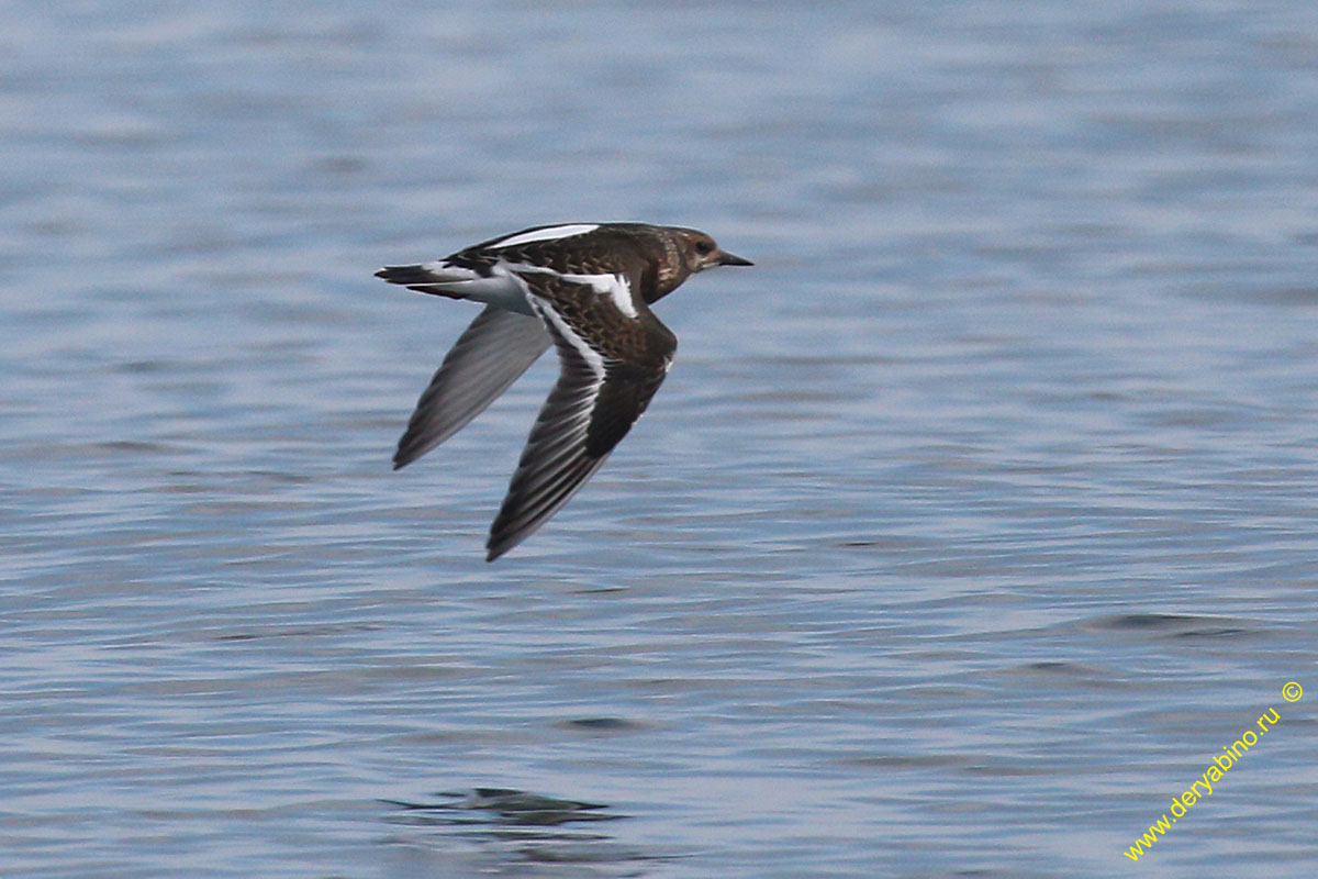  Arenaria interpres Ruddy turnstone