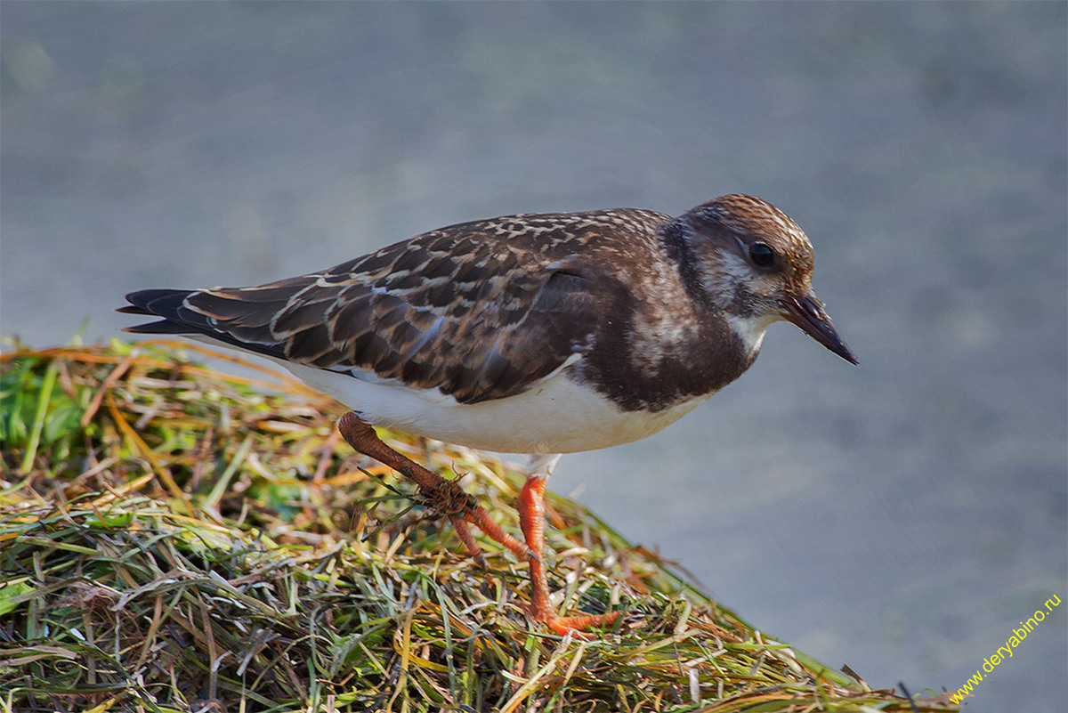  Arenaria interpres Ruddy turnstone