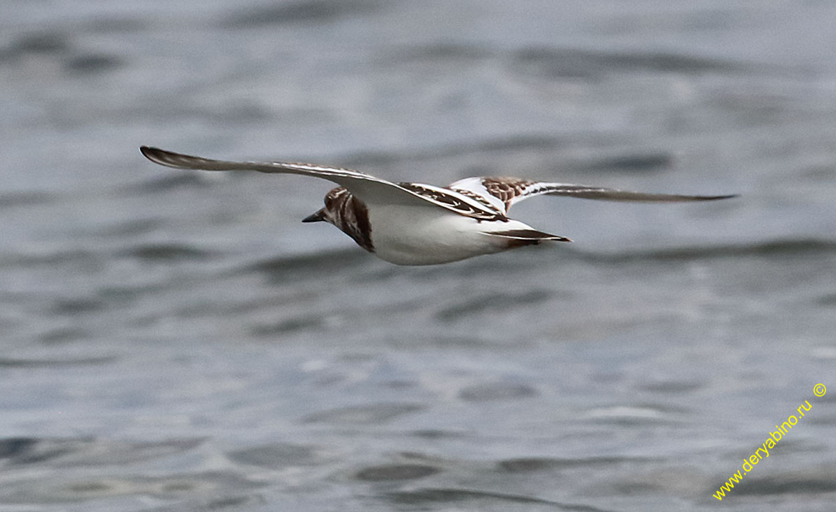  Arenaria interpres Ruddy turnstone