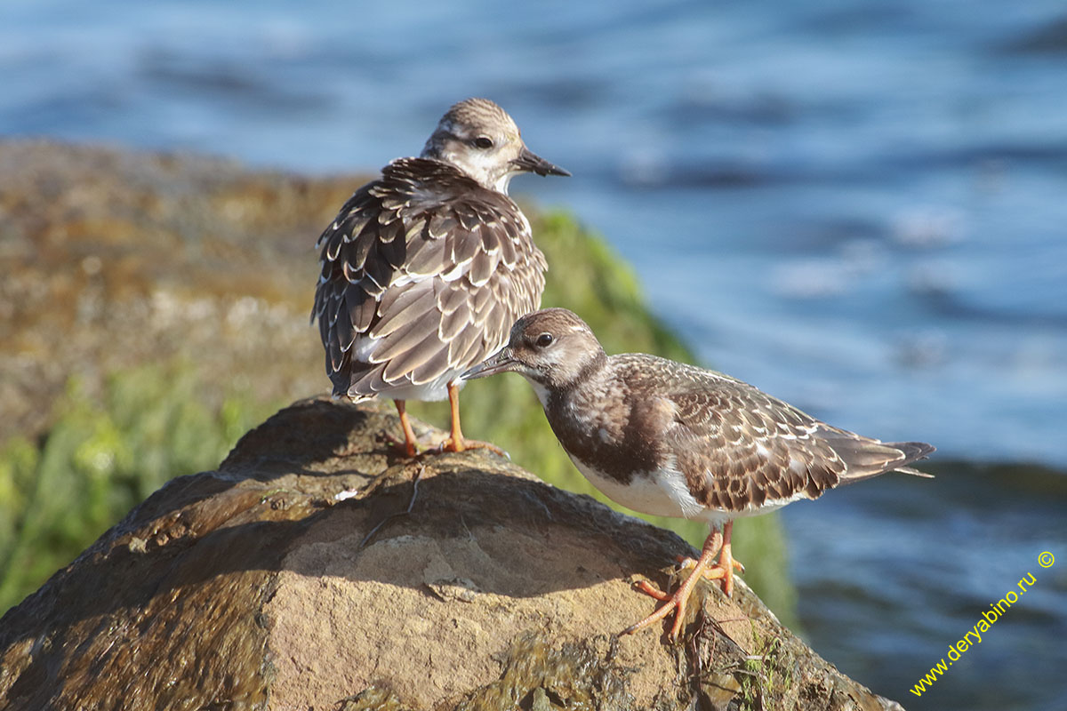  Arenaria interpres Ruddy turnstone