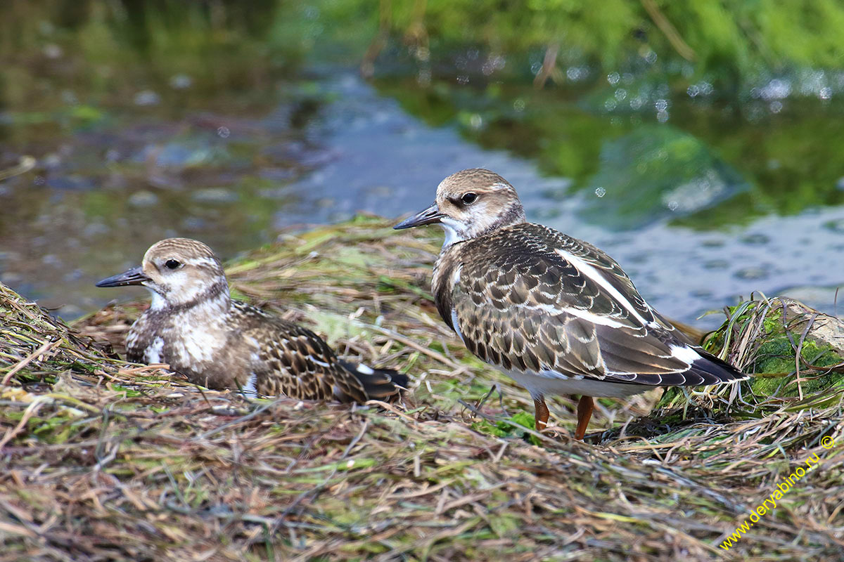  Arenaria interpres Ruddy turnstone