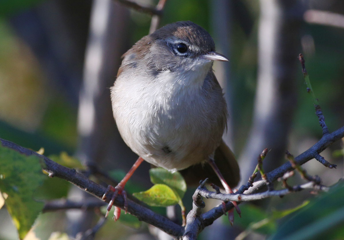    Cettia cetti Cetti's warbler