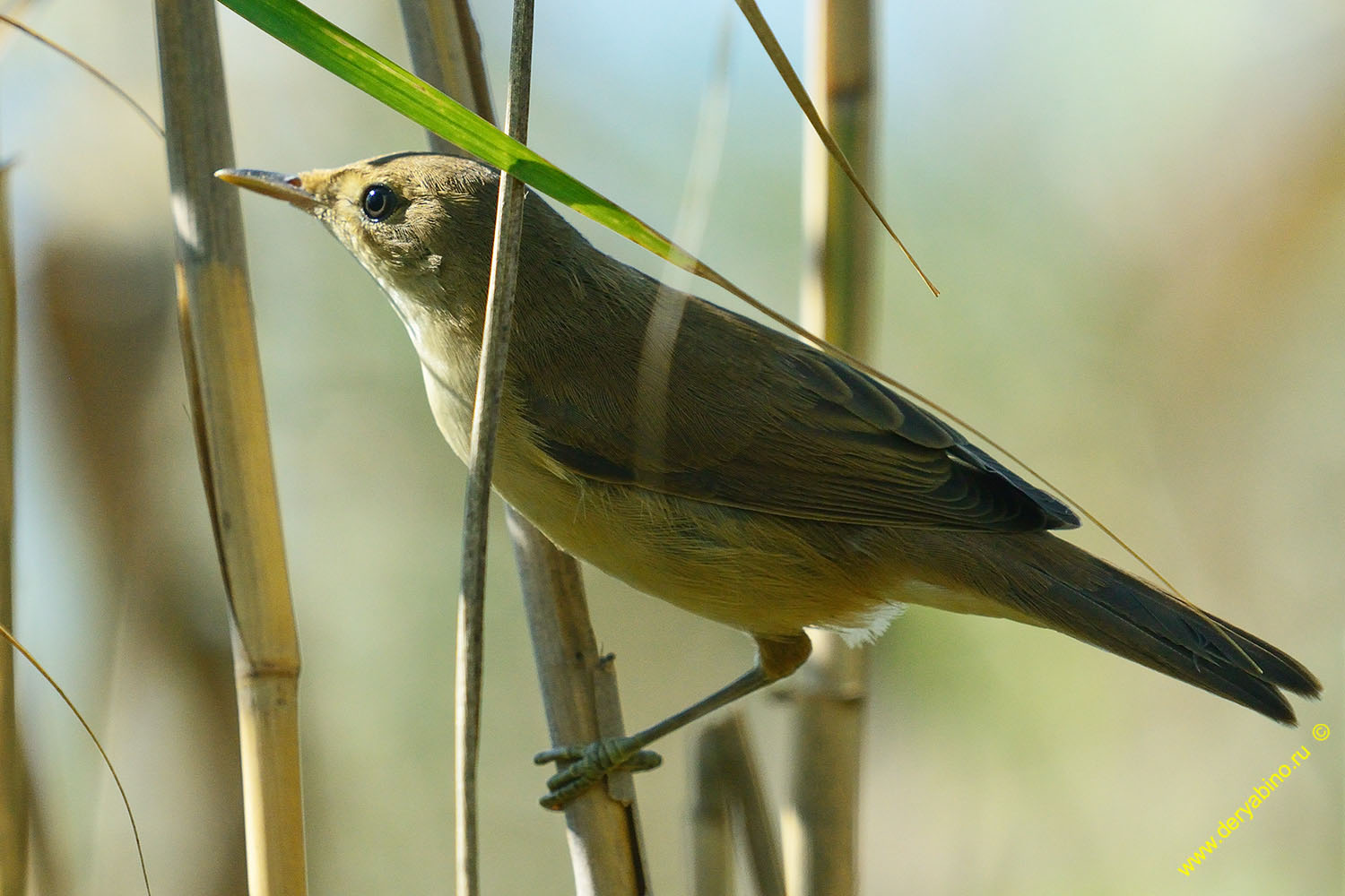   Acrocephalus scirpaceus Eurasian reed warbler