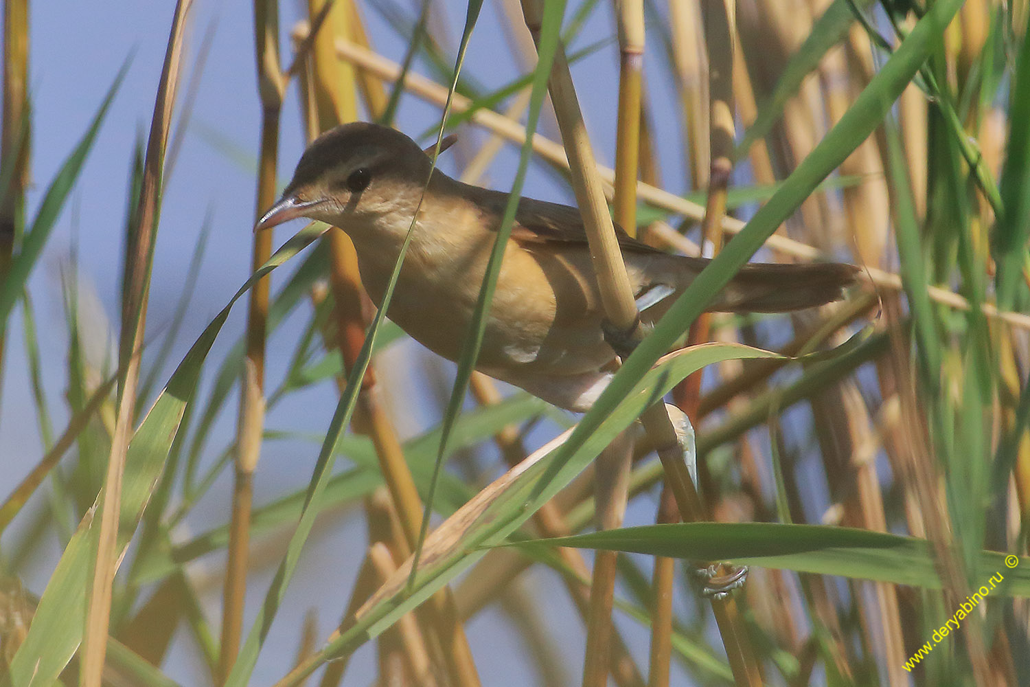   Acrocephalus scirpaceus Eurasian reed warbler