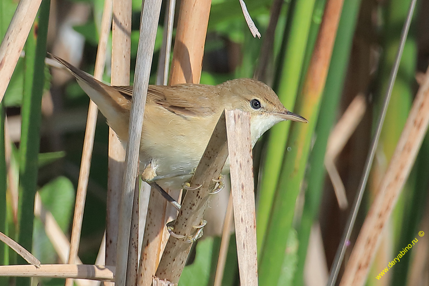   Acrocephalus scirpaceus Eurasian reed warbler