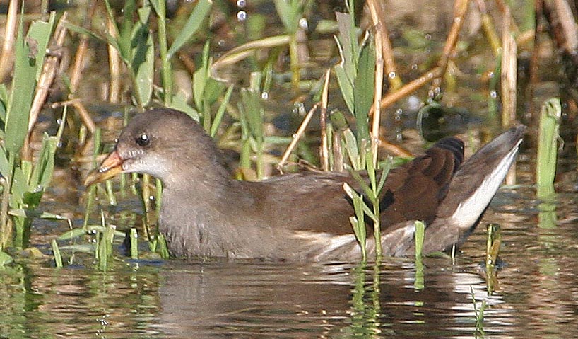  Gallinula chloropus Common Moorhen