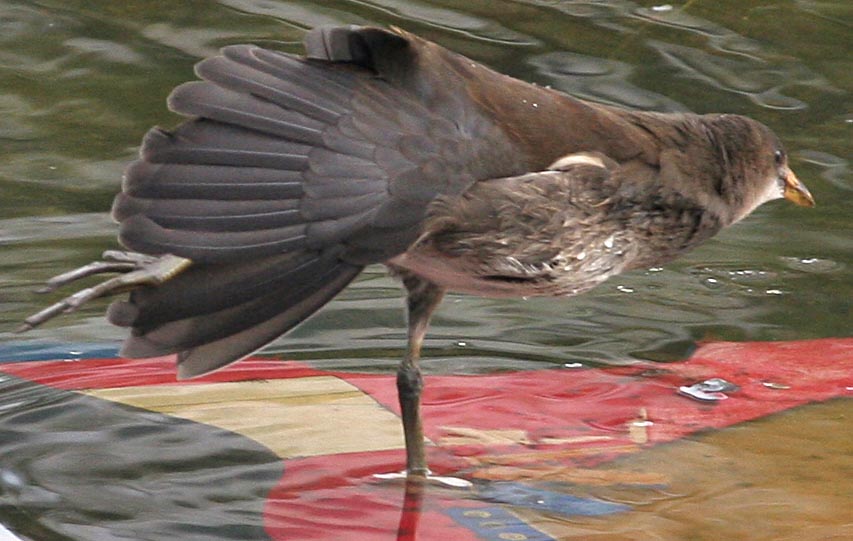  Gallinula chloropus Common Moorhen