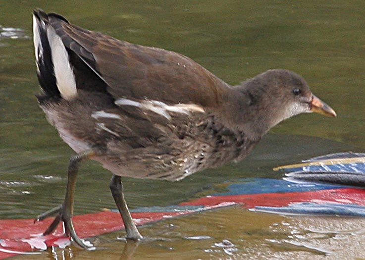  Gallinula chloropus Common Moorhen