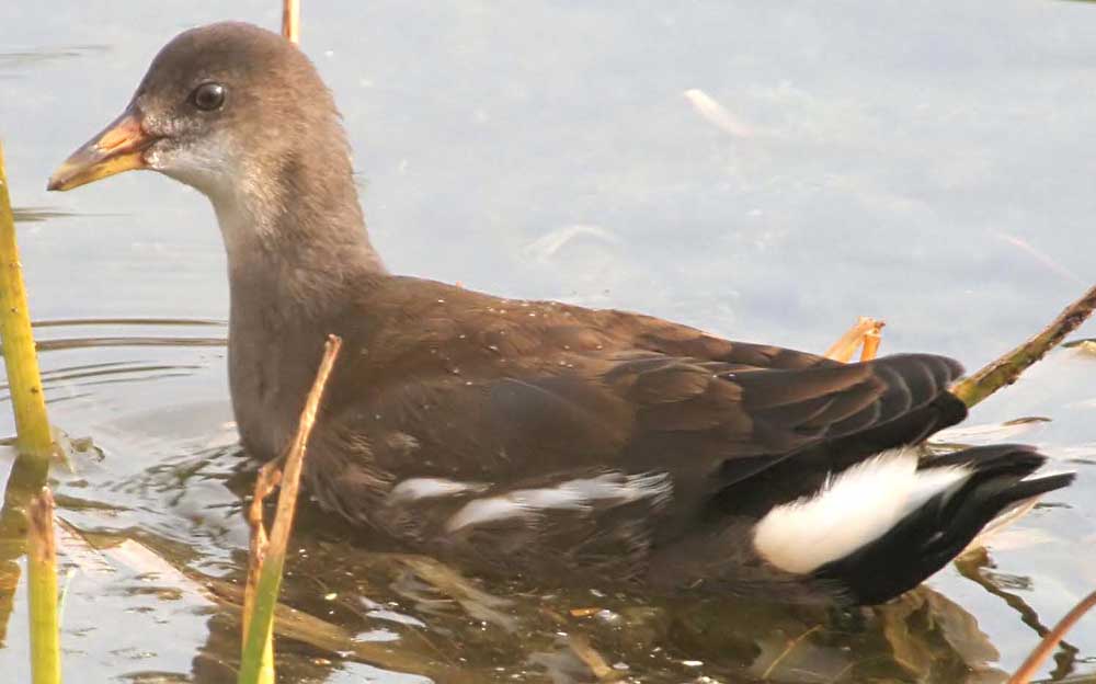  Gallinula chloropus Common Moorhen