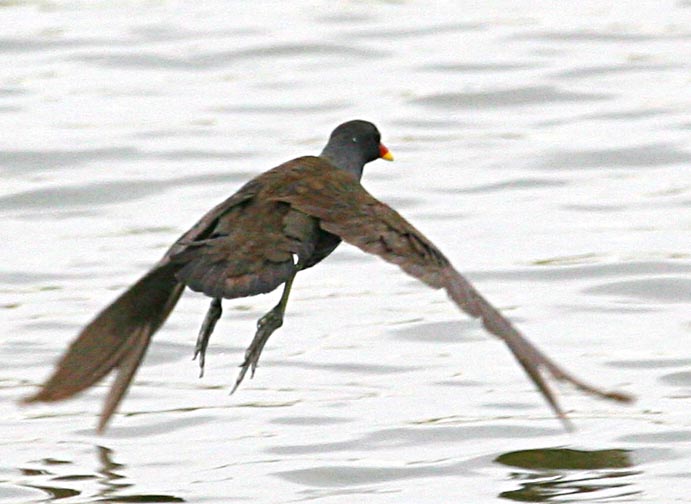  Gallinula chloropus Common Moorhen