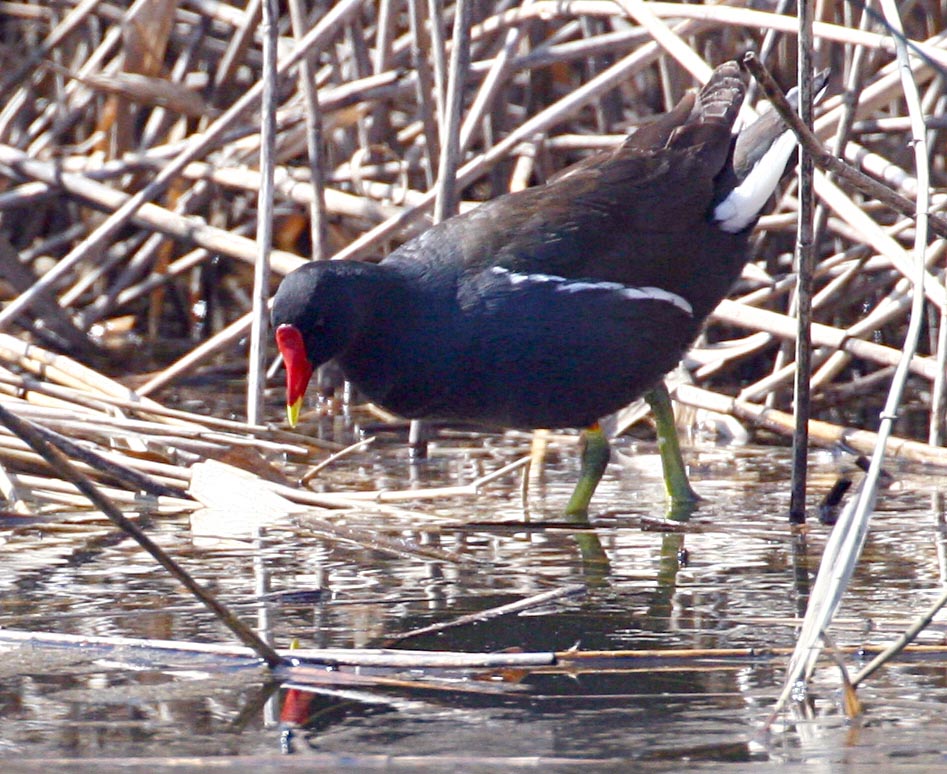  Gallinula chloropus Common Moorhen