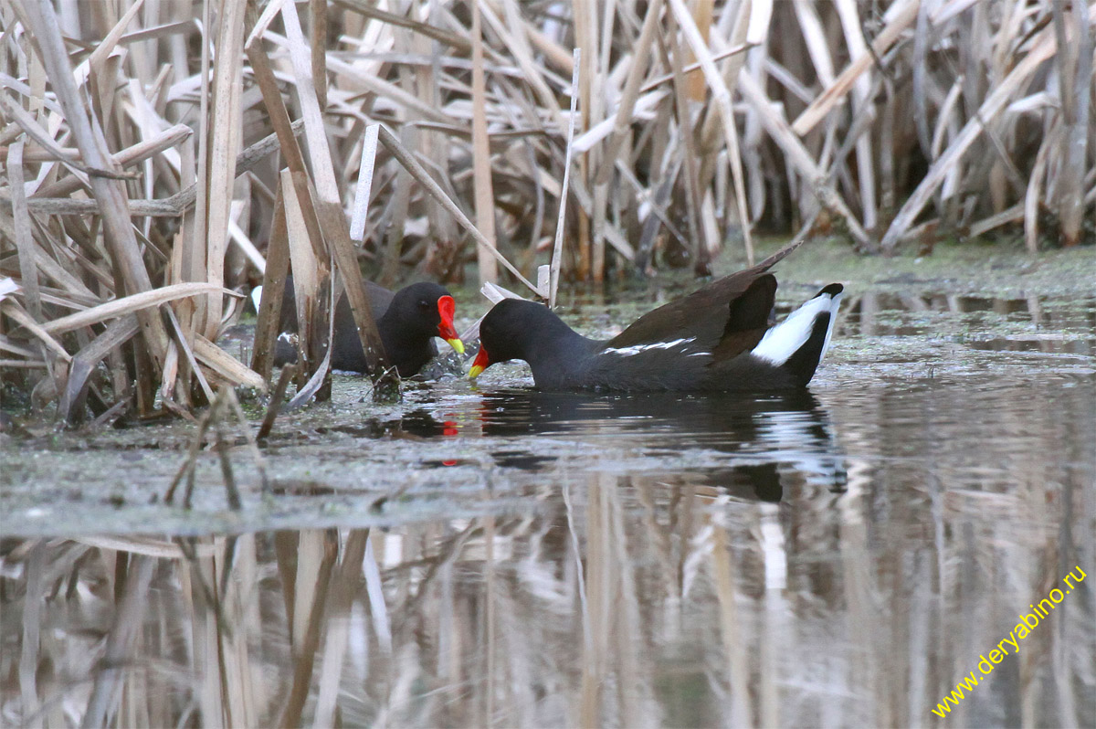  Gallinula chloropus Common Moorhen