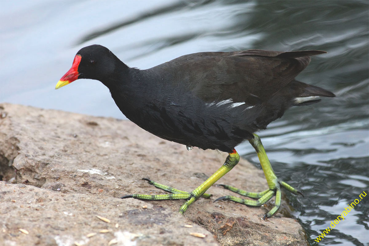  Gallinula chloropus Common Moorhen