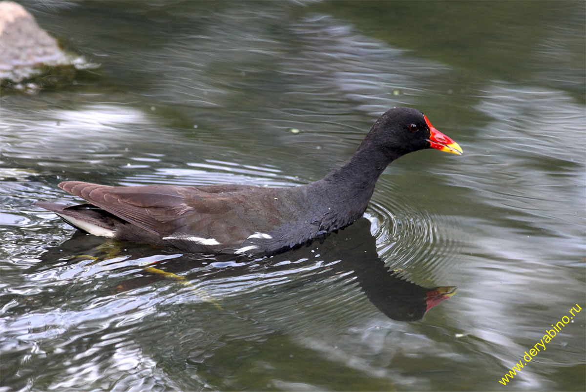  Gallinula chloropus Common Moorhen