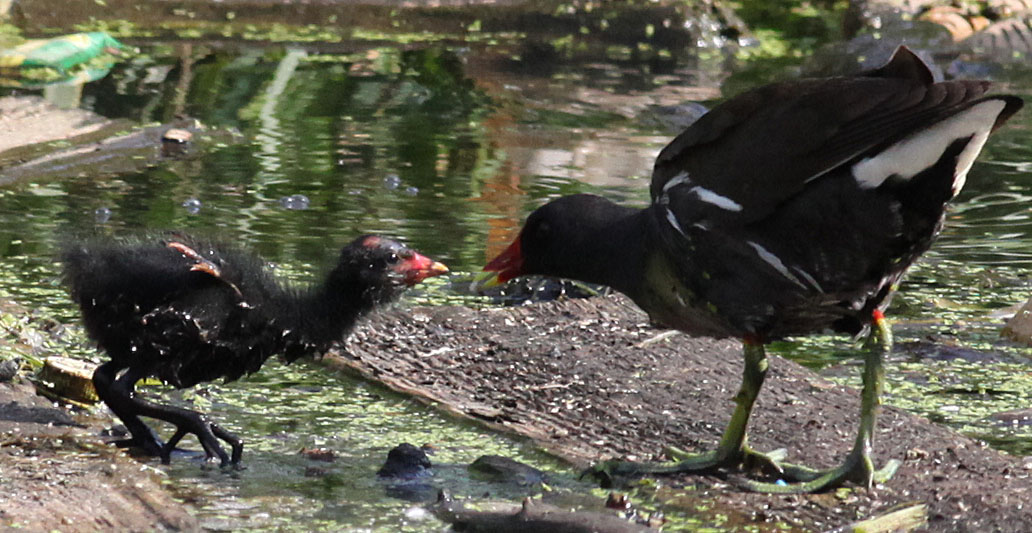  Gallinula chloropus Common Moorhen