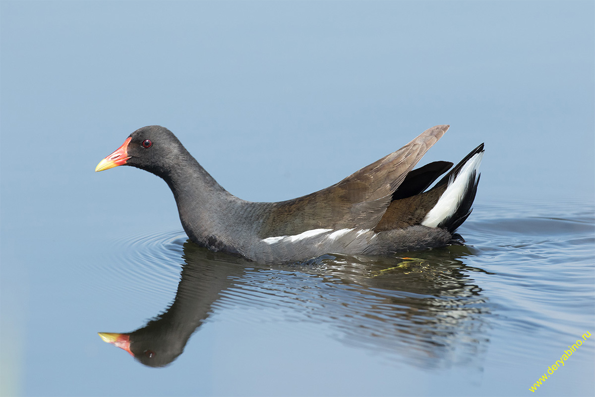  Gallinula chloropus Common Moorhen