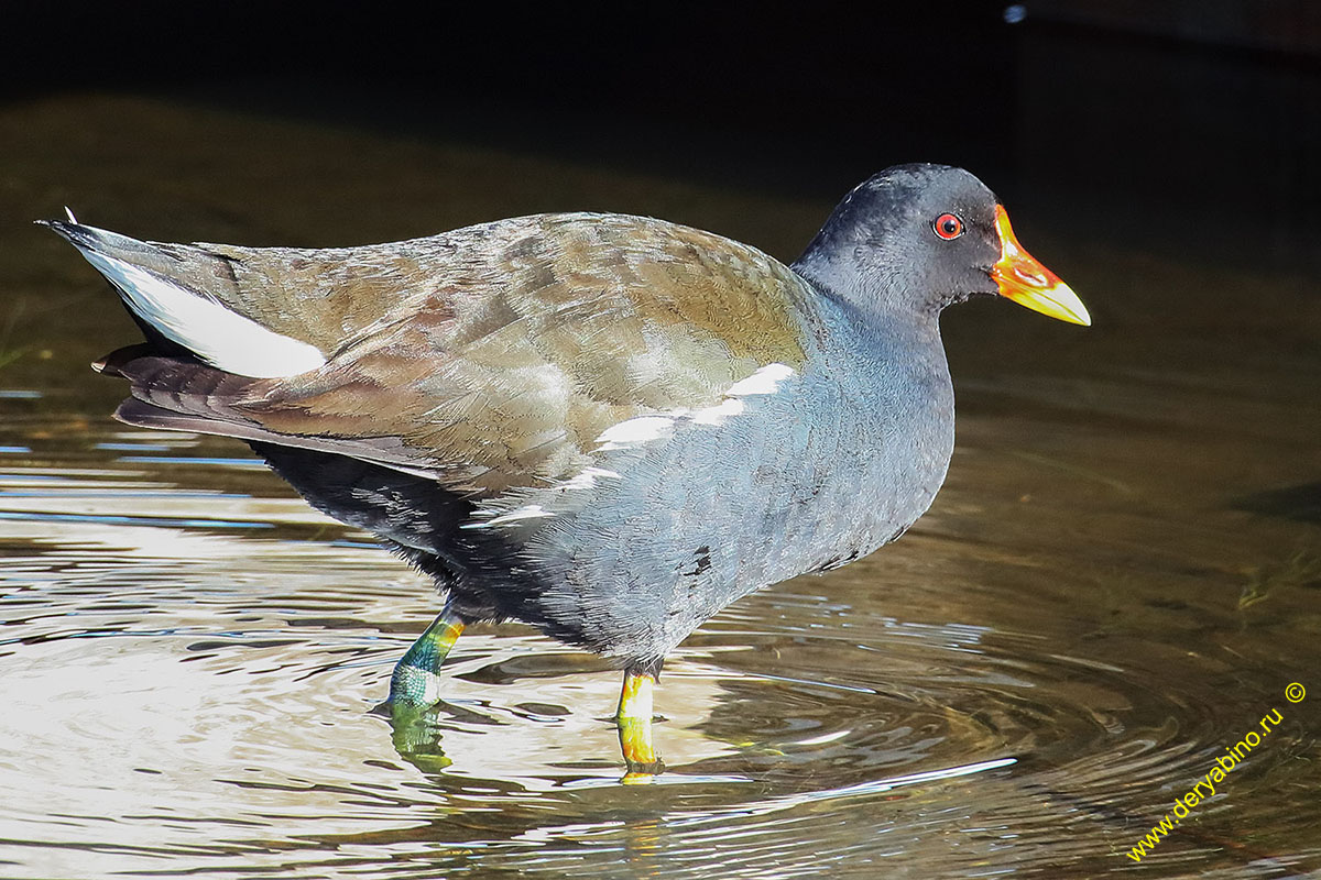  Gallinula chloropus Common Moorhen