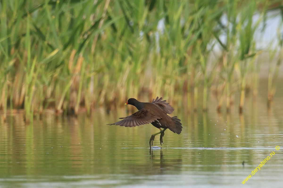  Gallinula chloropus Common Moorhen