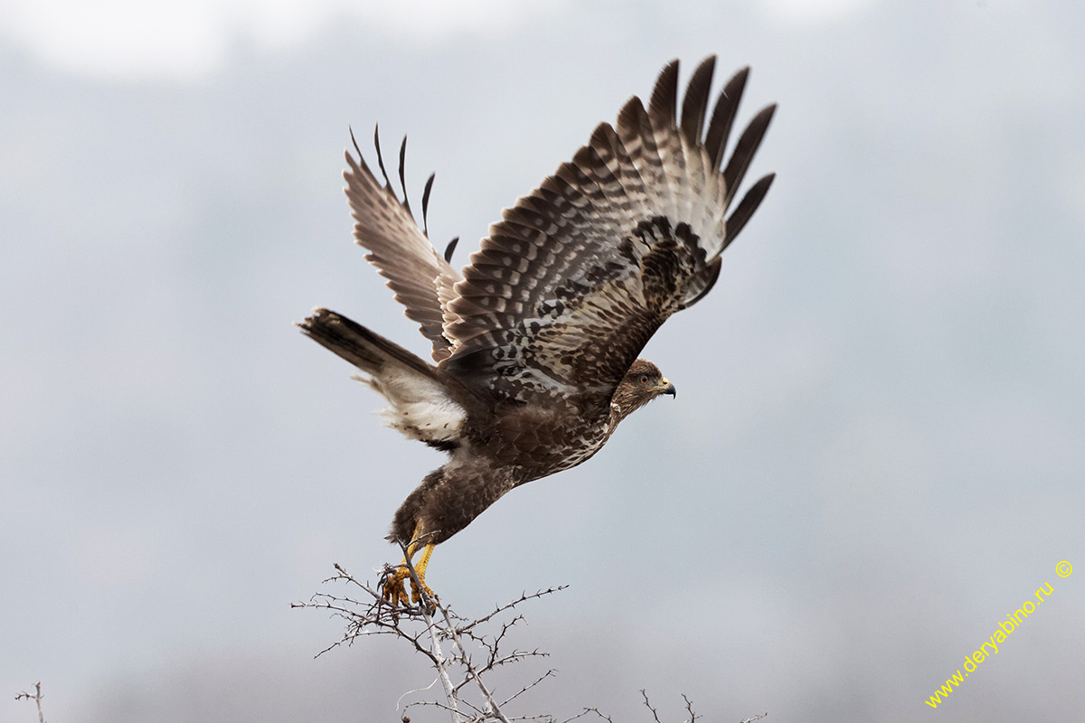  Buteo buteo Eurasian Buzzard