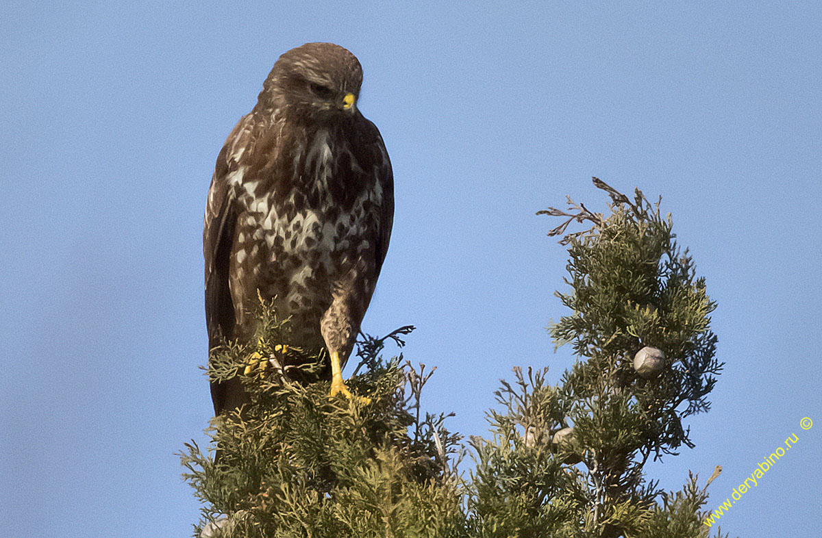  Buteo buteo Eurasian Buzzard