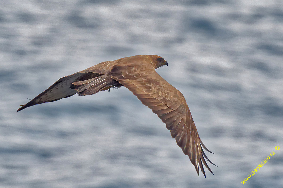  Buteo buteo Eurasian Buzzard