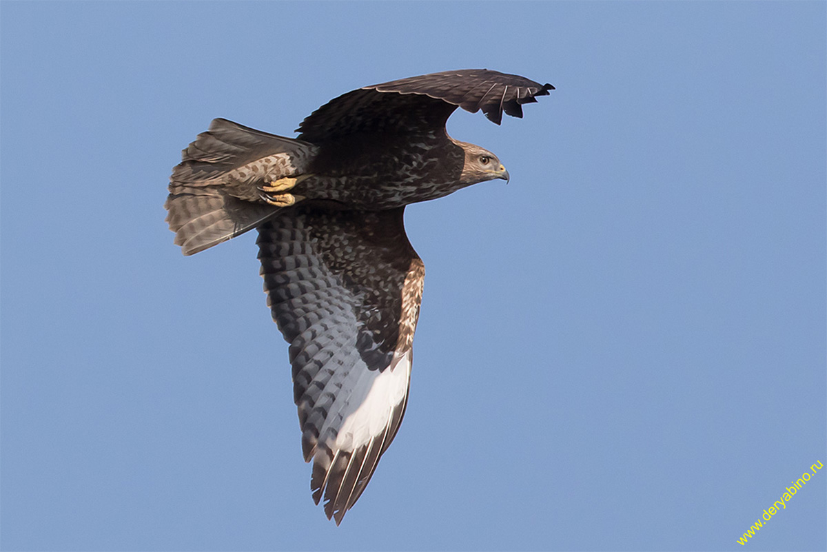  Buteo buteo Eurasian Buzzard