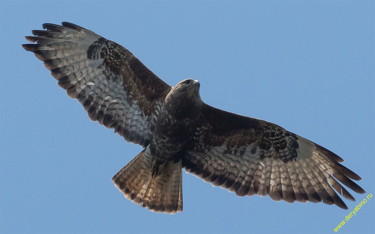  Buteo buteo Eurasian Buzzard