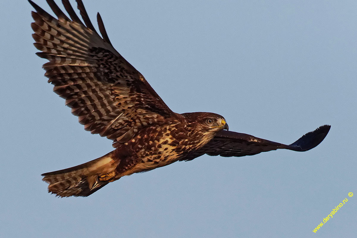  Buteo buteo Eurasian Buzzard