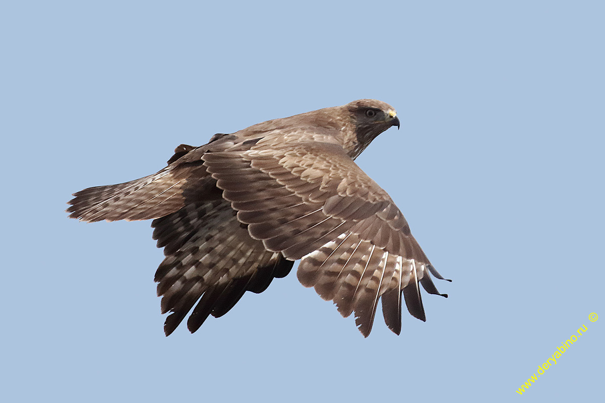  Buteo buteo Eurasian Buzzard