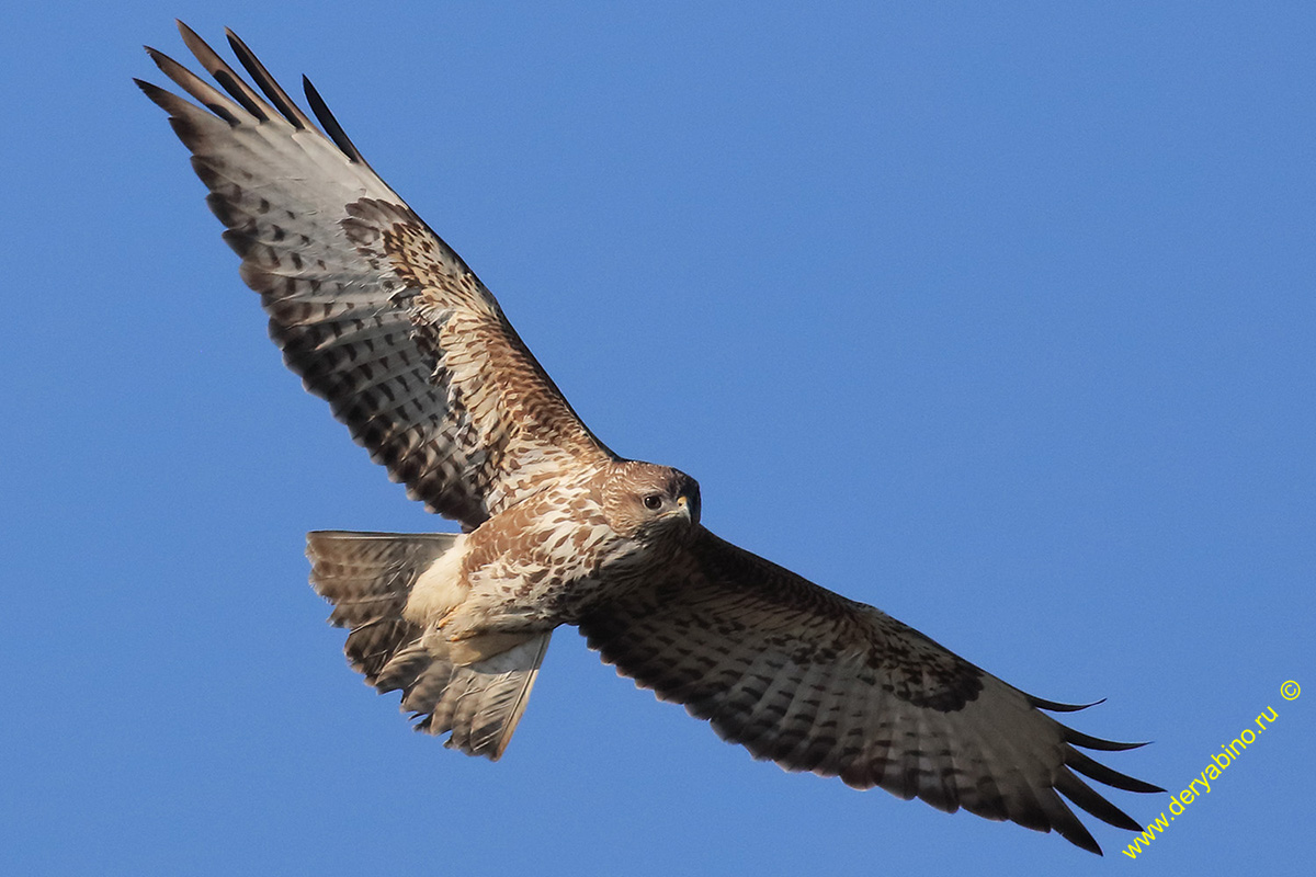  Buteo buteo Eurasian Buzzard