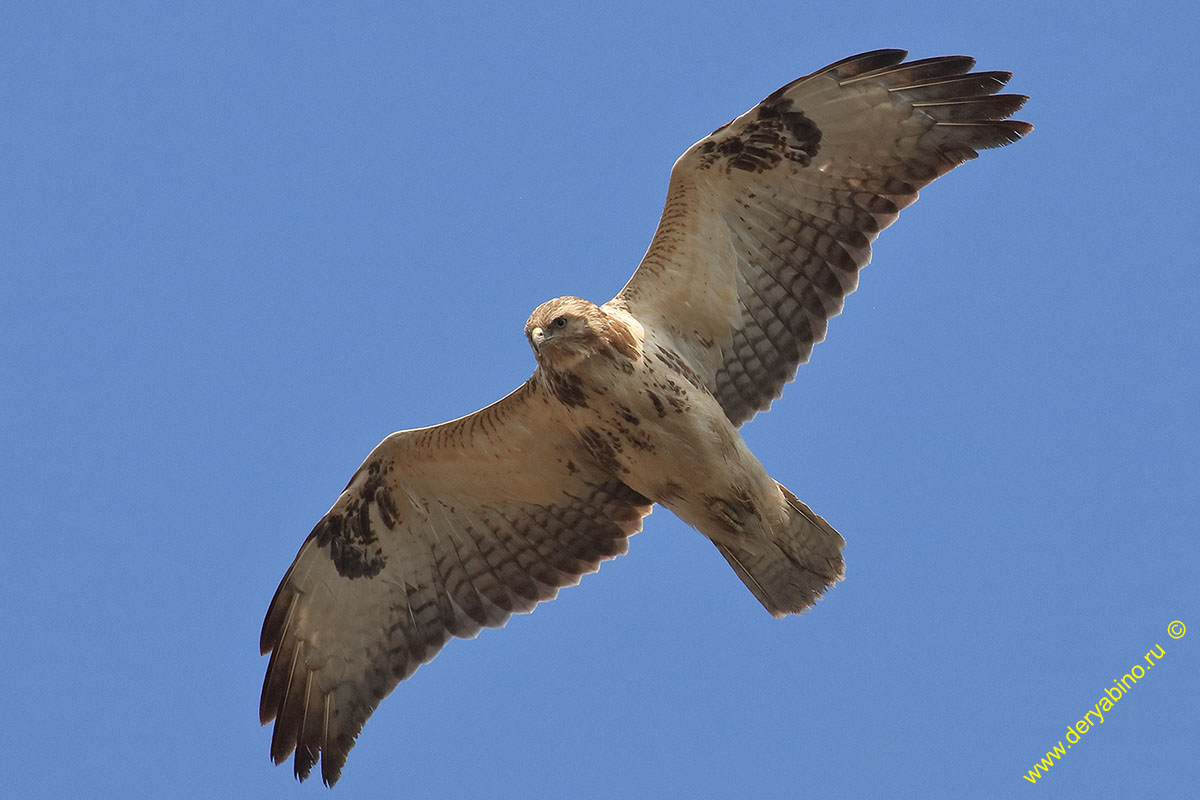  Buteo buteo Eurasian Buzzard