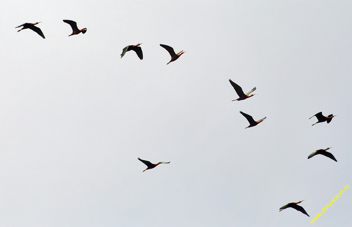   Plegadis falcinellus Glossy ibis