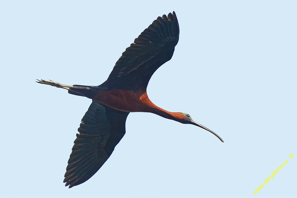   Plegadis falcinellus Glossy ibis