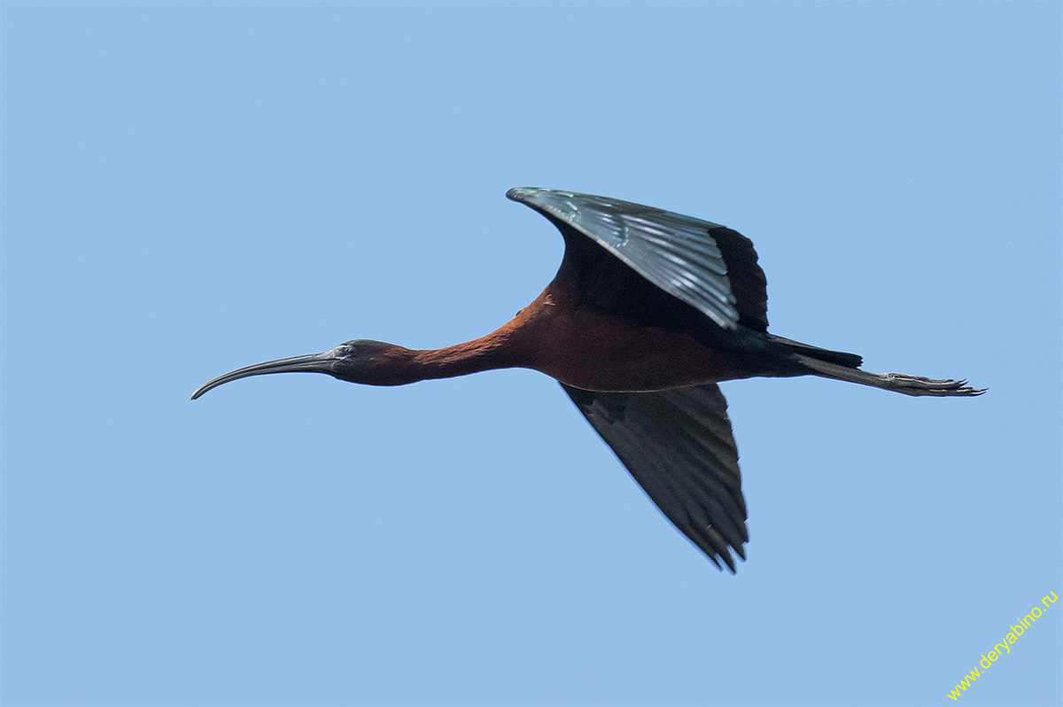   Plegadis falcinellus Glossy ibis