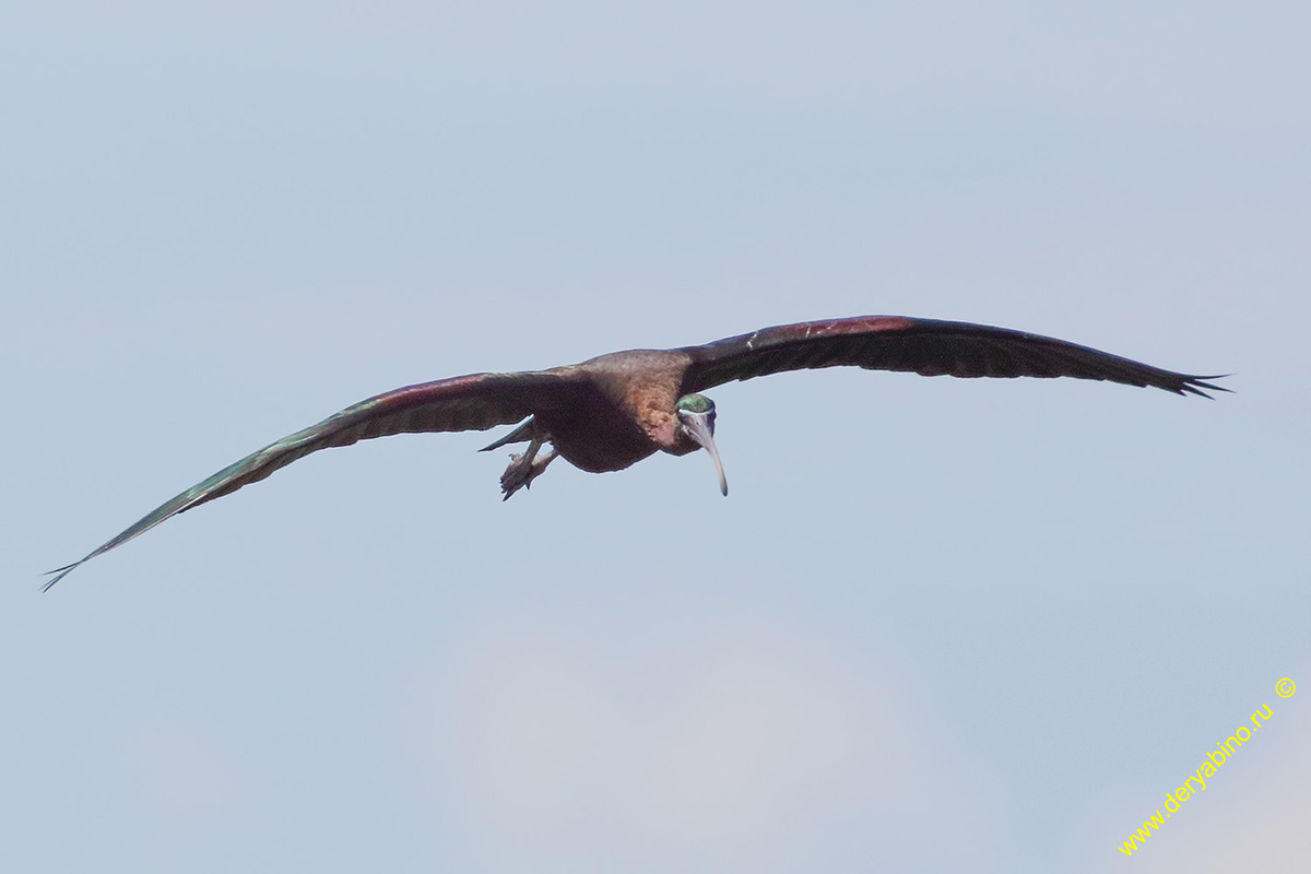   Plegadis falcinellus Glossy ibis