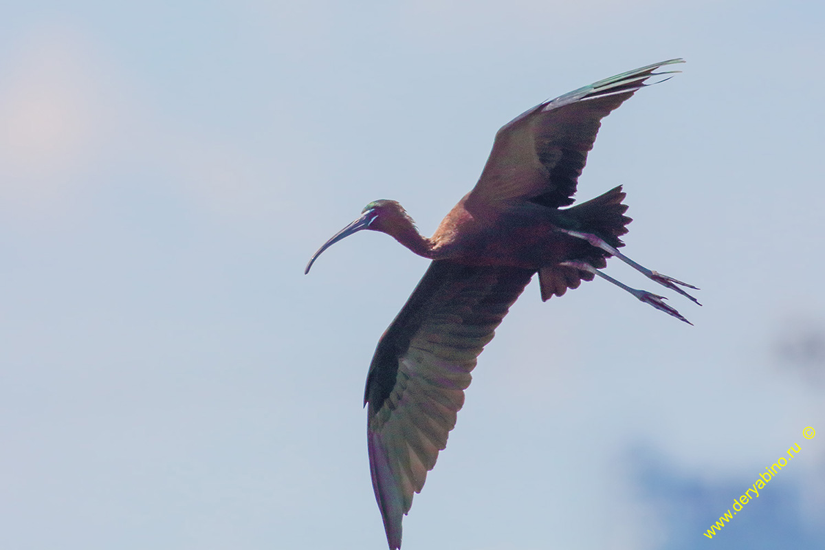   Plegadis falcinellus Glossy ibis