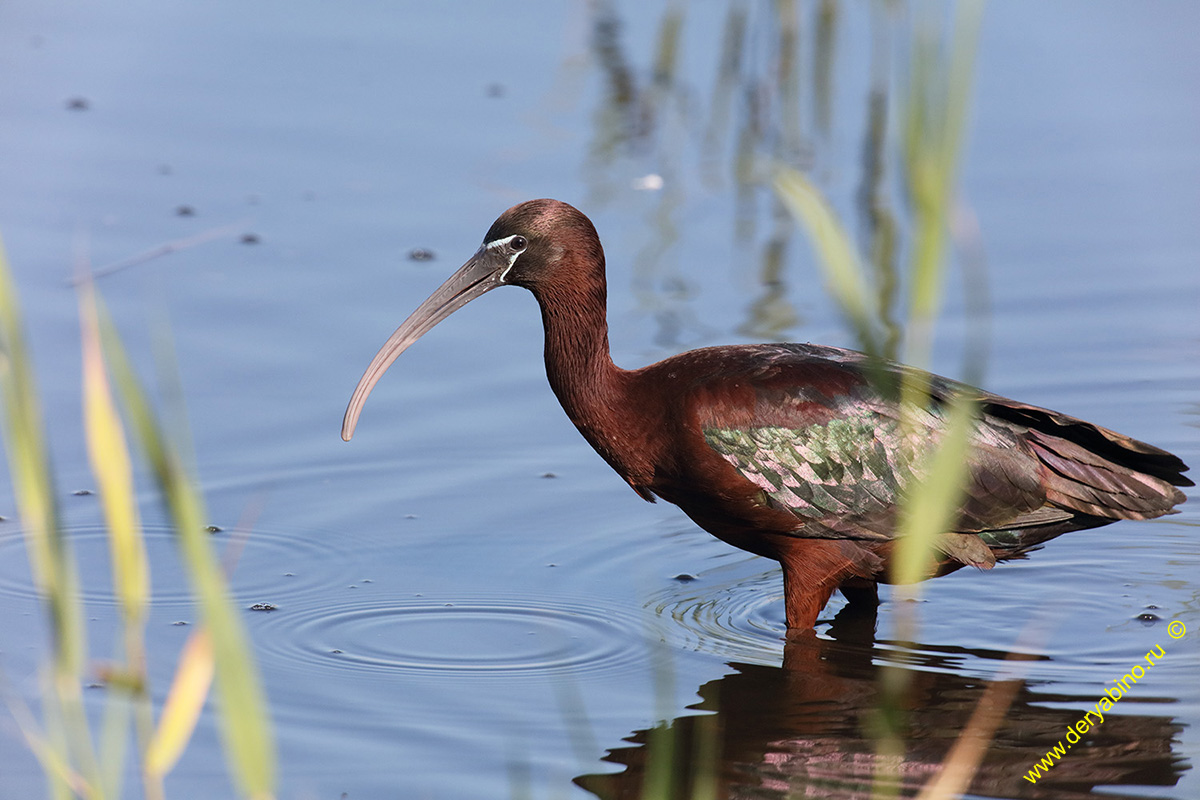   Plegadis falcinellus Glossy ibis