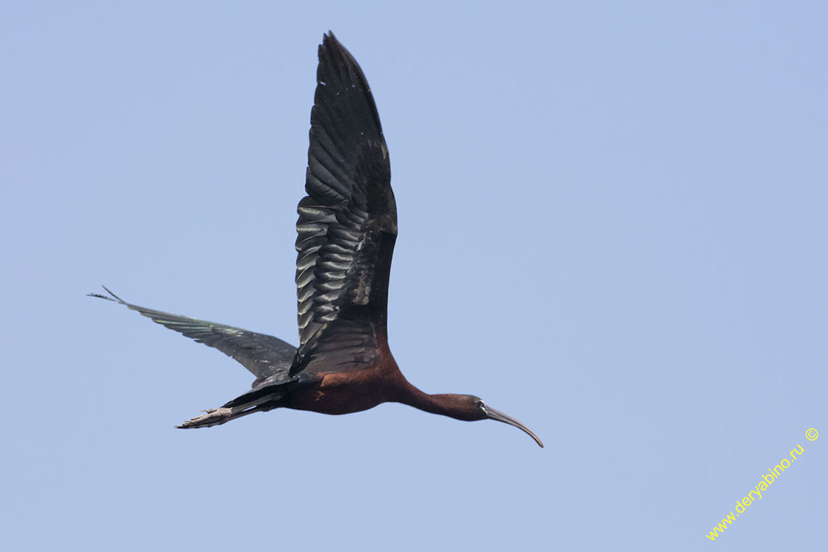   Plegadis falcinellus Glossy ibis