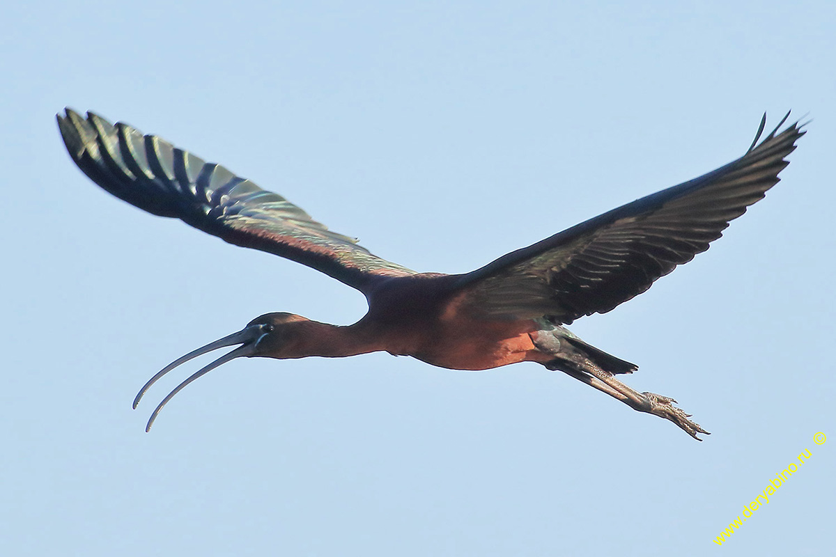   Plegadis falcinellus Glossy ibis