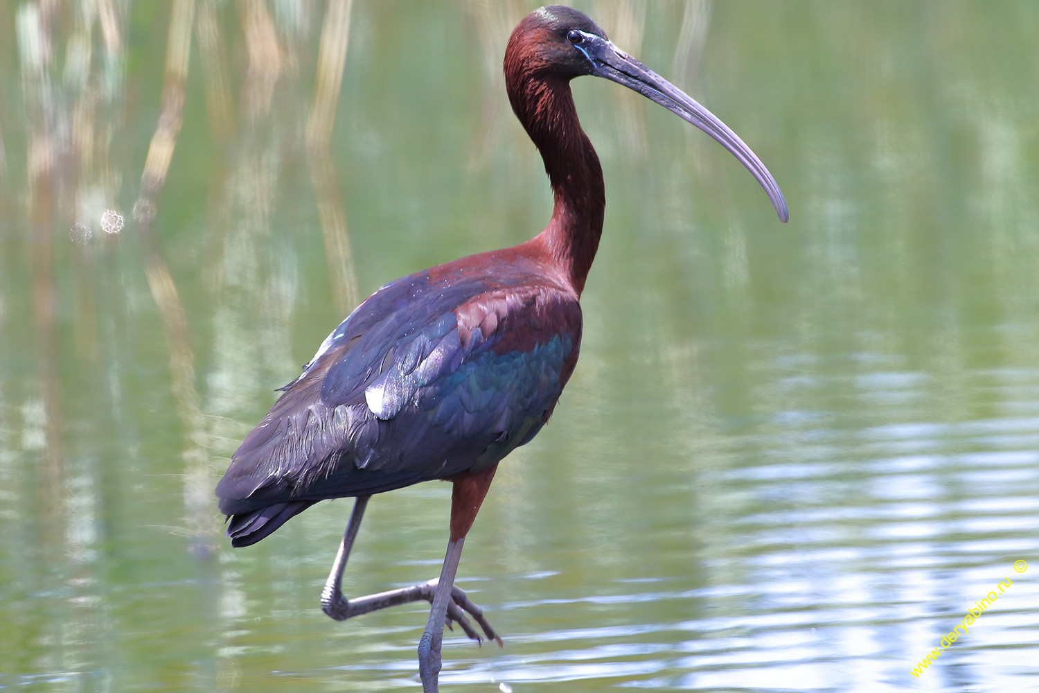   Plegadis falcinellus Glossy ibis