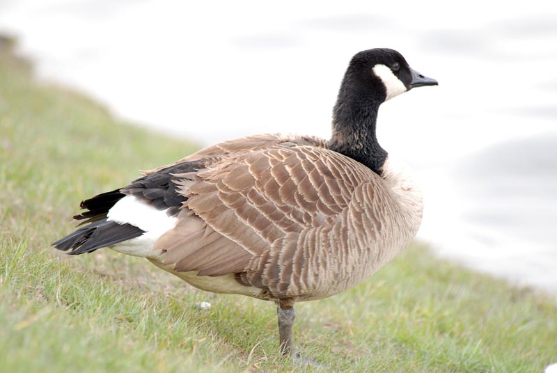   Branta canadensis