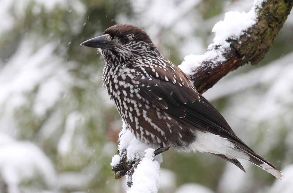  Nucifraga caryocatactes Eurasian Nutcracker