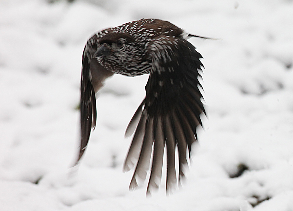  Nucifraga caryocatactes Eurasian Nutcracker