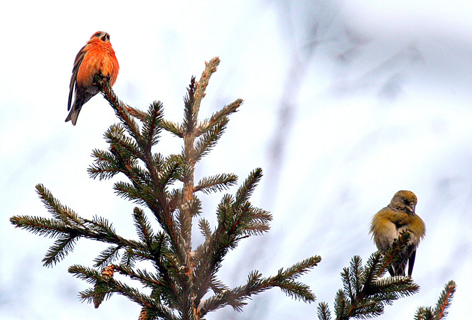 - Loxia curvirostra Red Crossbill